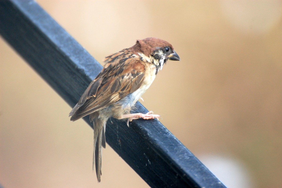 Eurasian Tree Sparrow - ML111419911