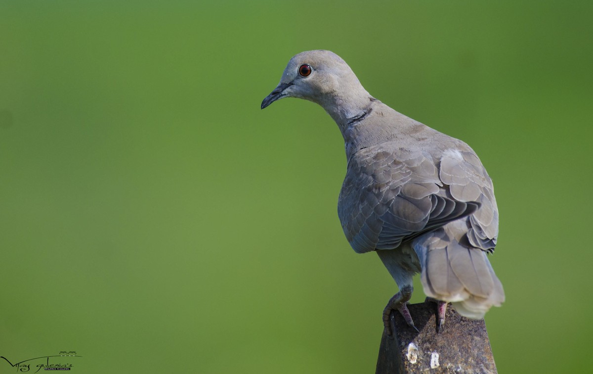 Eurasian Collared-Dove - vijay kumar