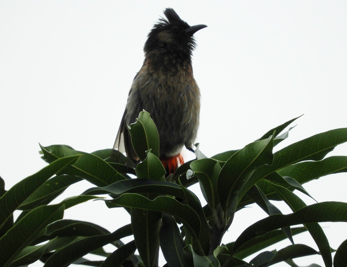 Red-vented Bulbul - ML111420861