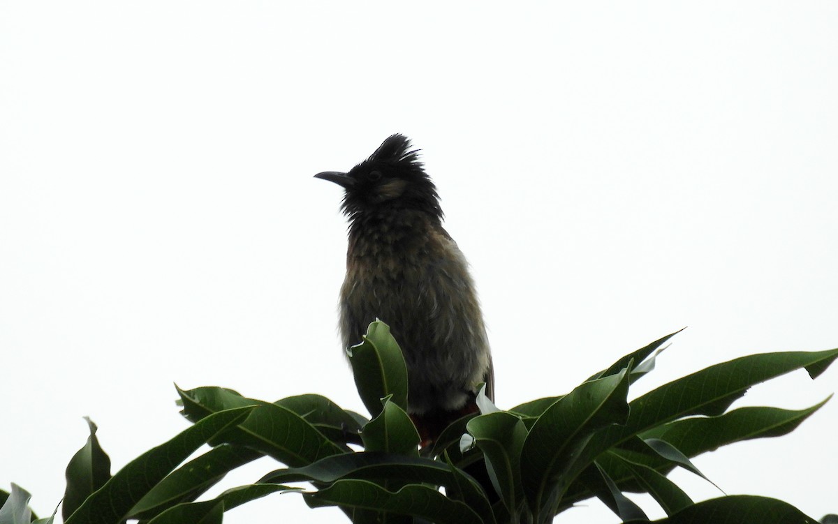 Red-vented Bulbul - ML111420911