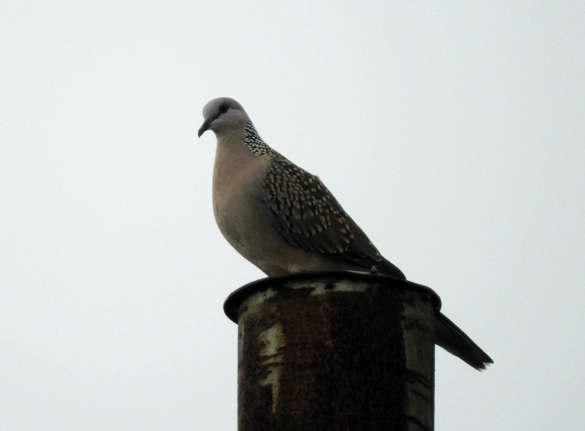 Spotted Dove - ML111421041