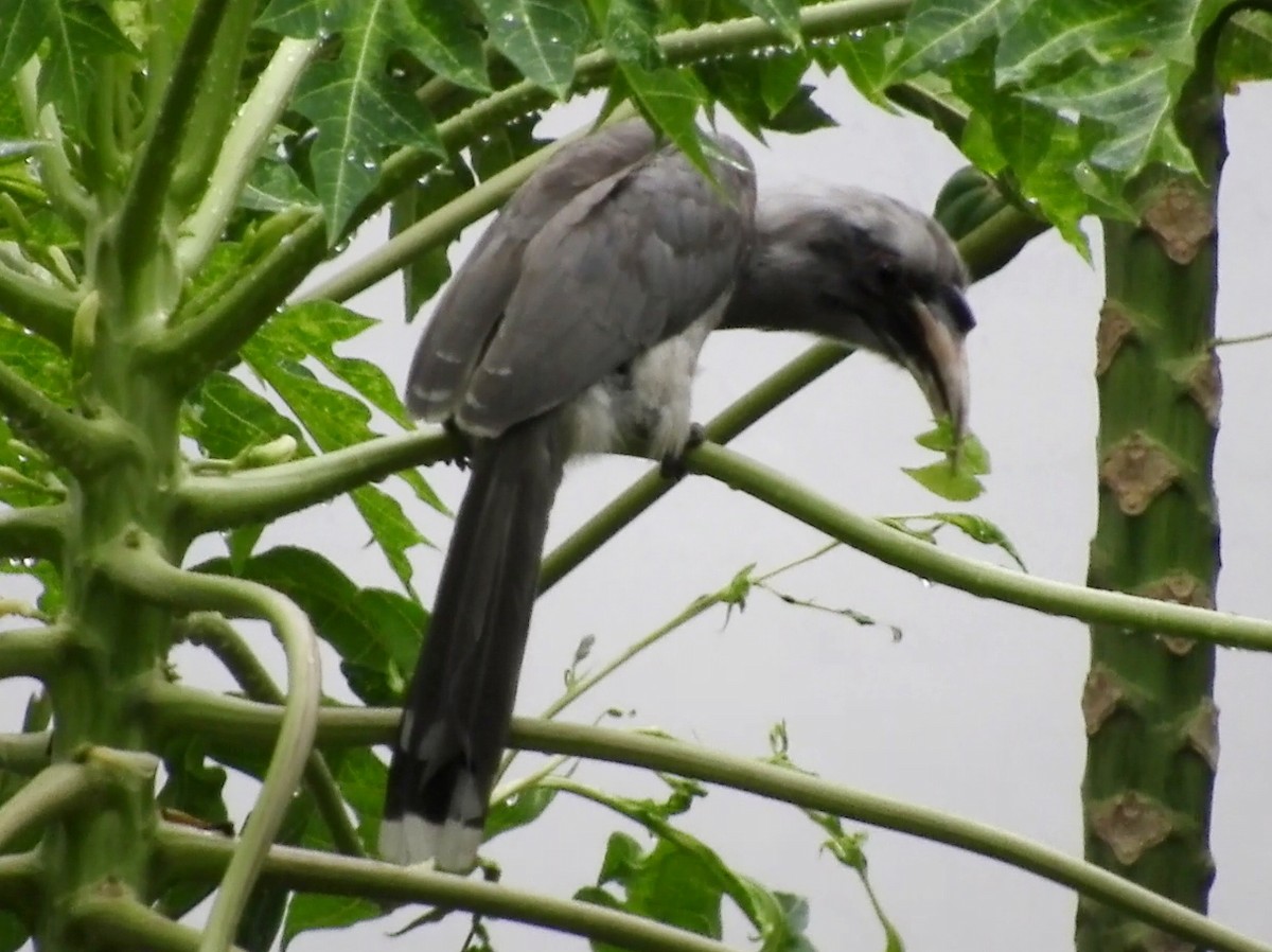 Indian Gray Hornbill - ML111421141