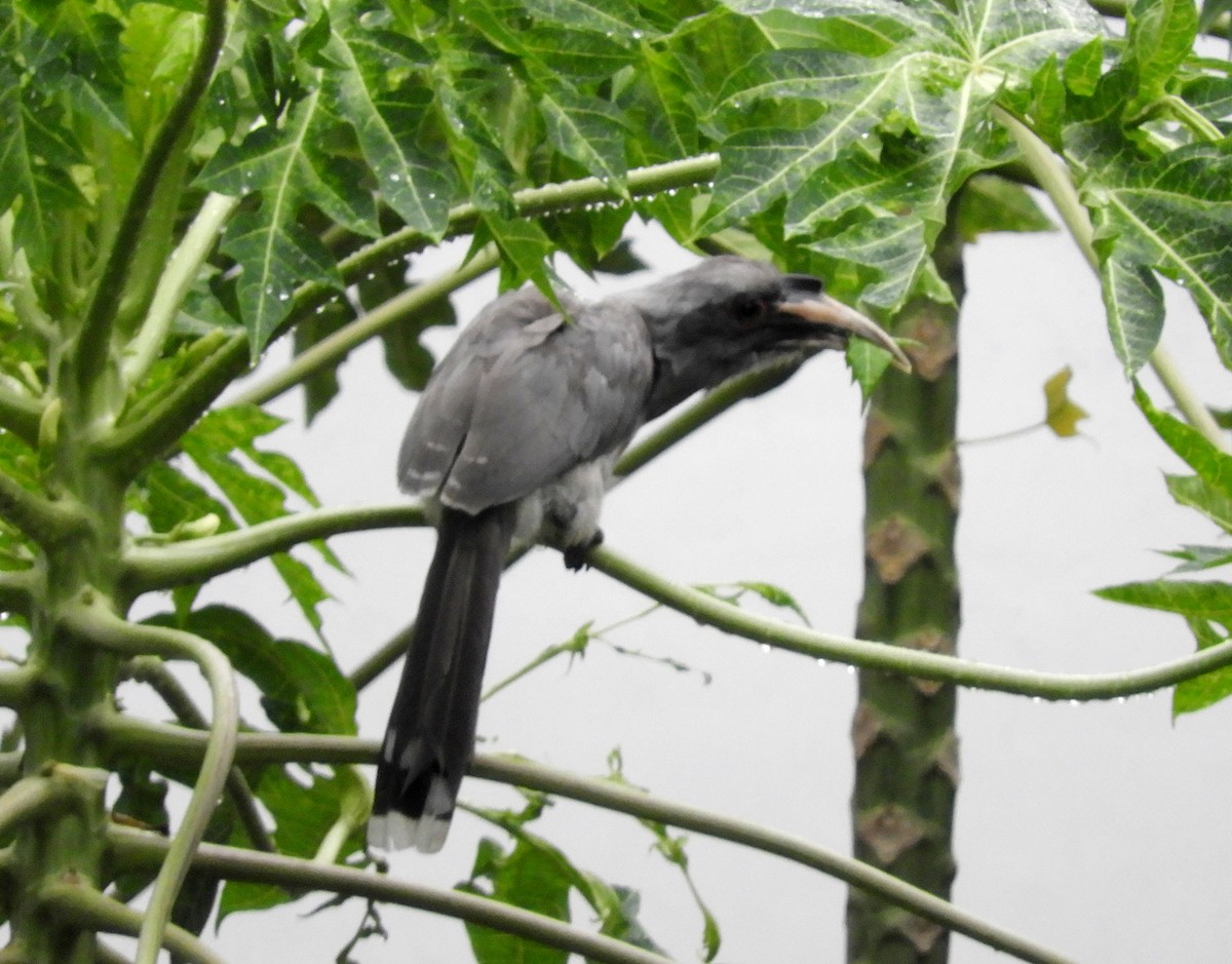 Indian Gray Hornbill - ML111421281