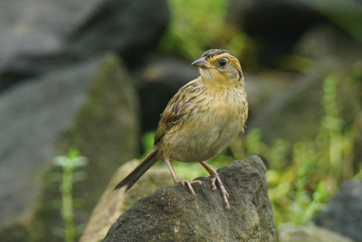 Saltmarsh Sparrow - ML111421881