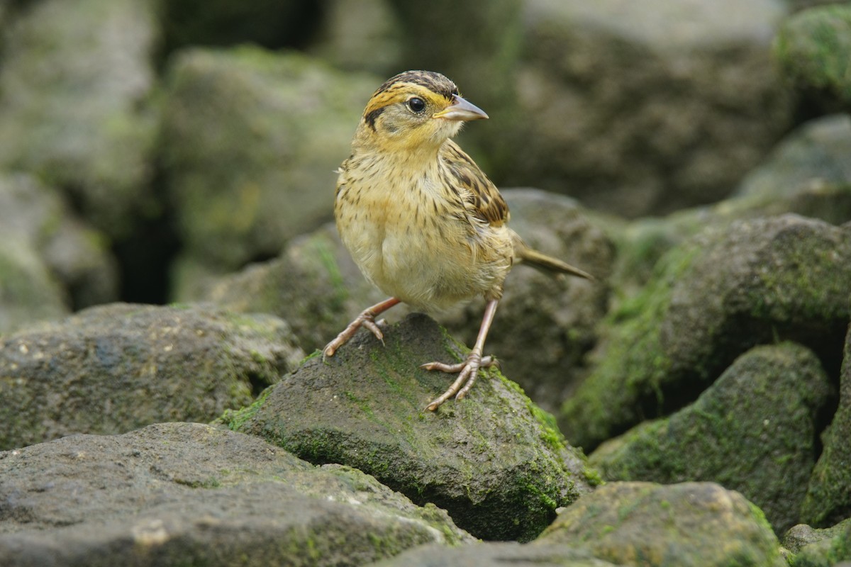 Saltmarsh Sparrow - Nevine Jacob