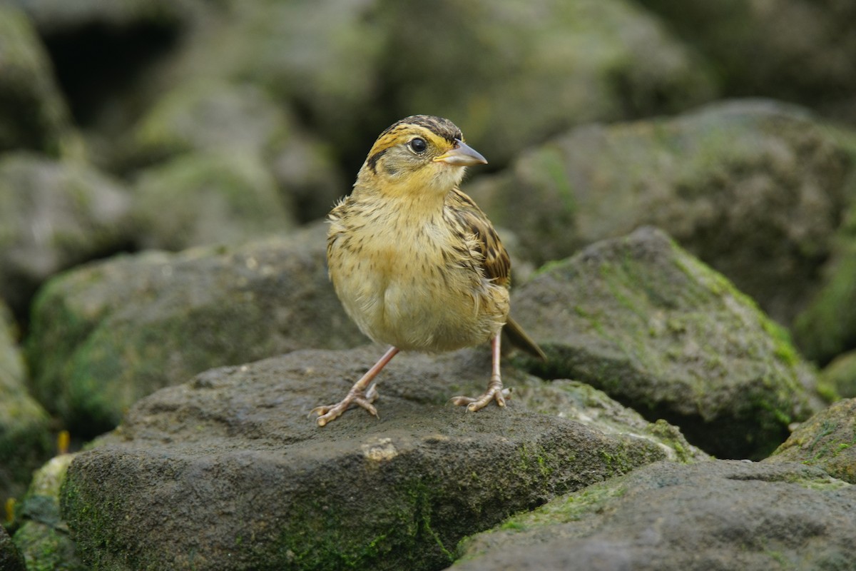 Saltmarsh Sparrow - ML111421901