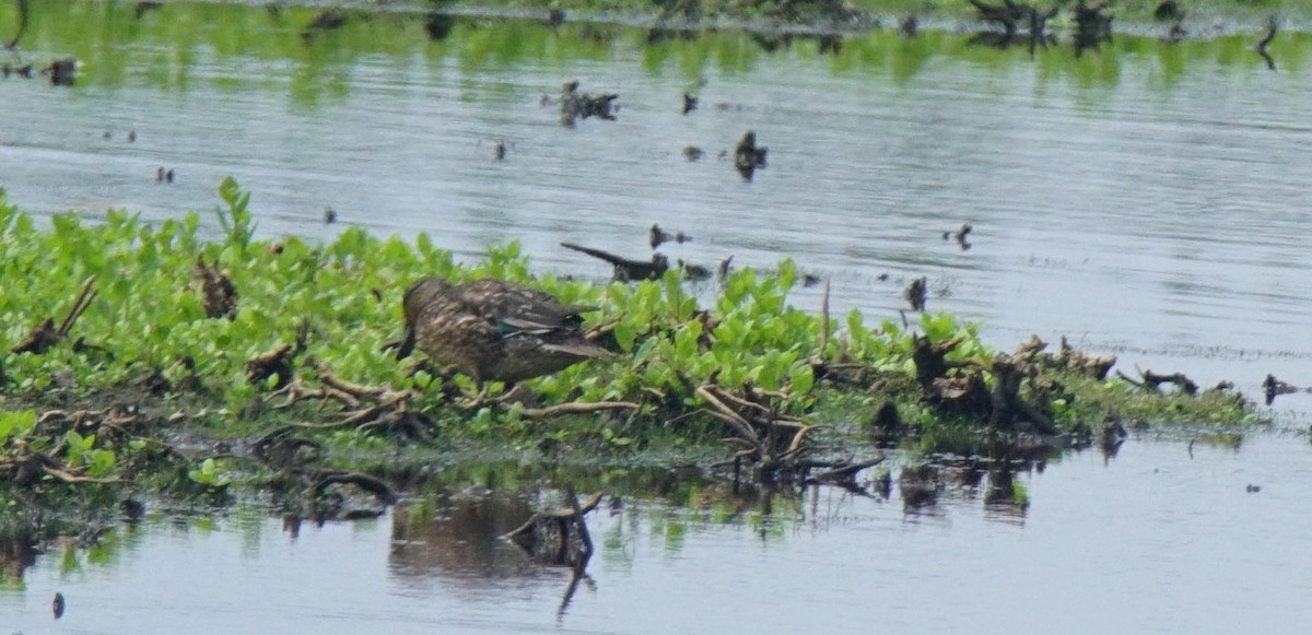 Green-winged Teal - ML111422001
