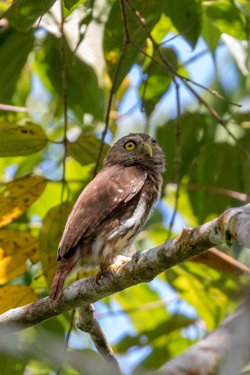 Ferruginous Pygmy-Owl - Rob Felix