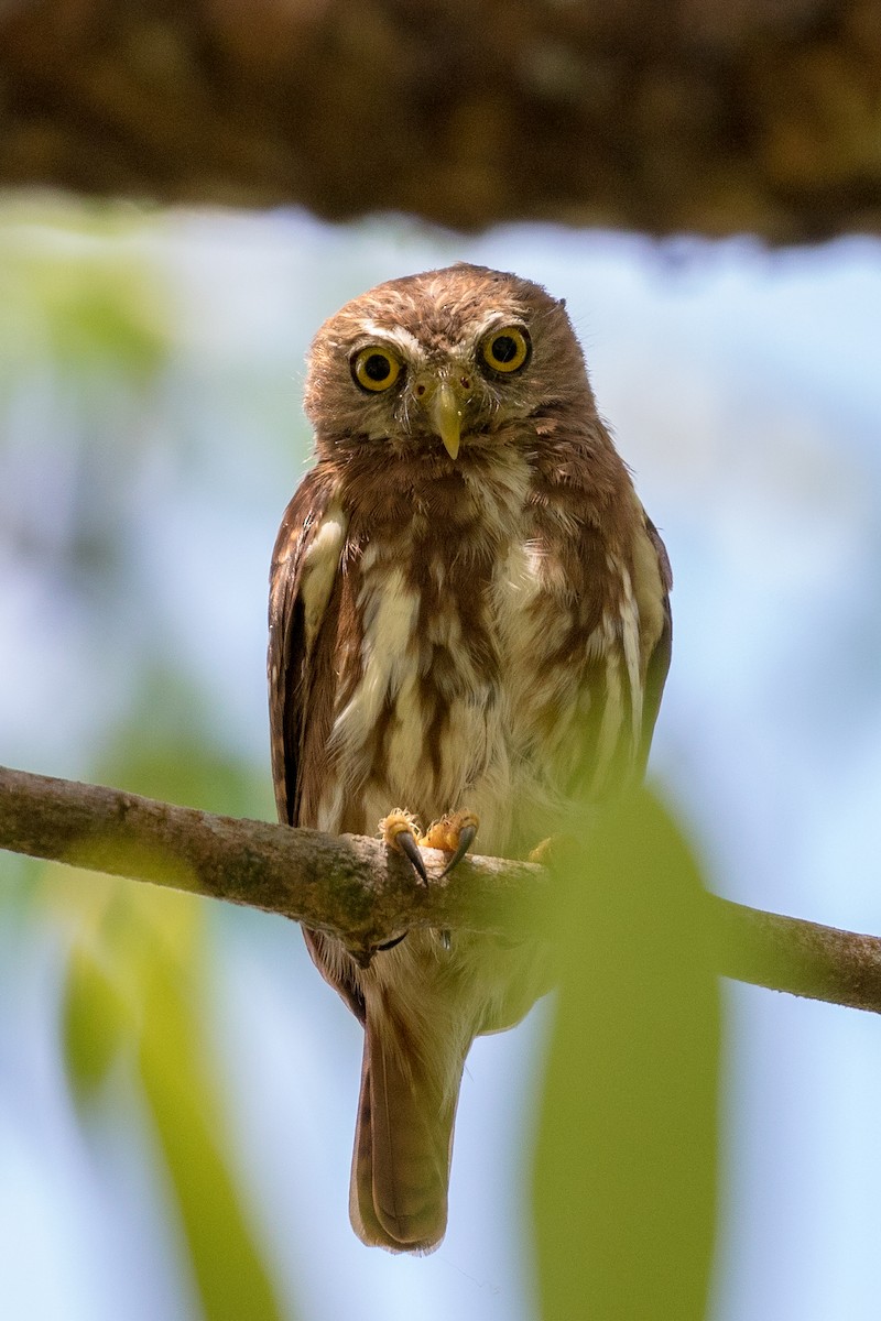 Ferruginous Pygmy-Owl - ML111422301