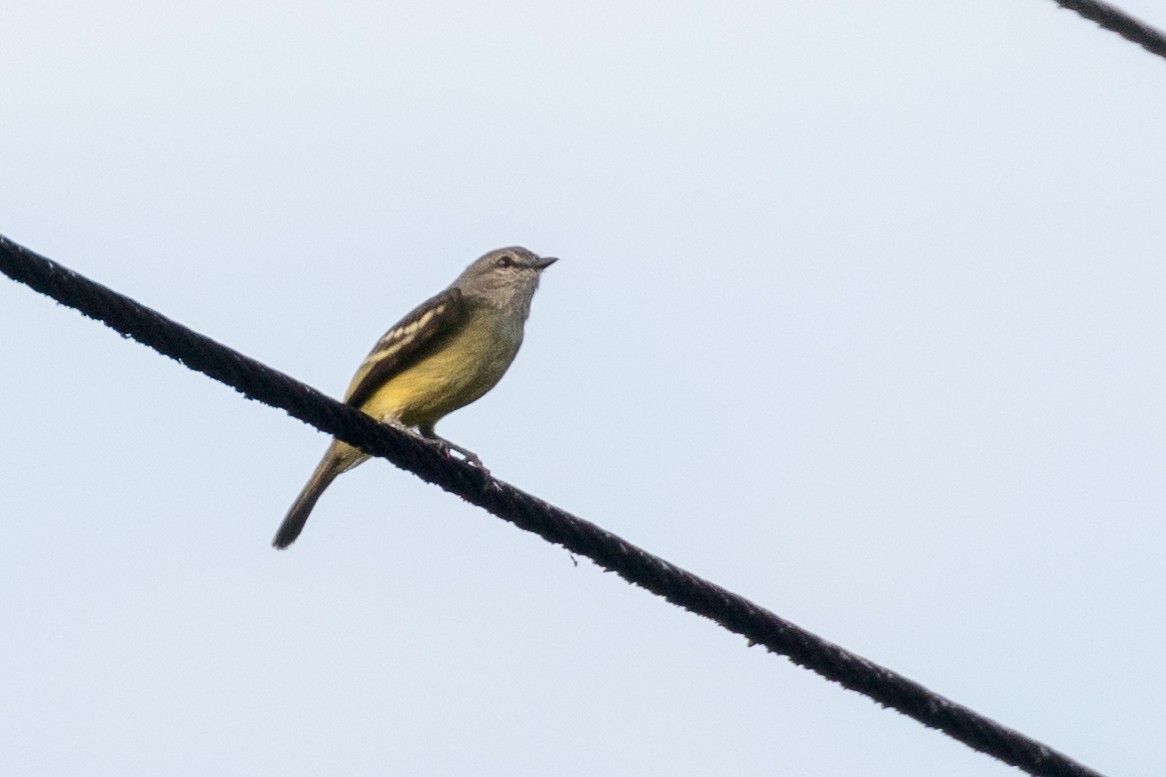 Yellow-crowned Tyrannulet - ML111422441