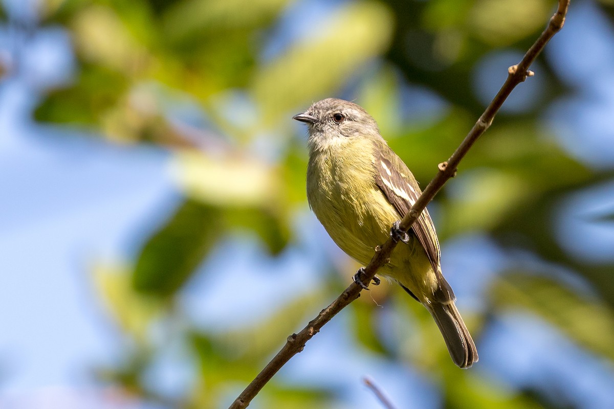 Yellow-crowned Tyrannulet - ML111422451
