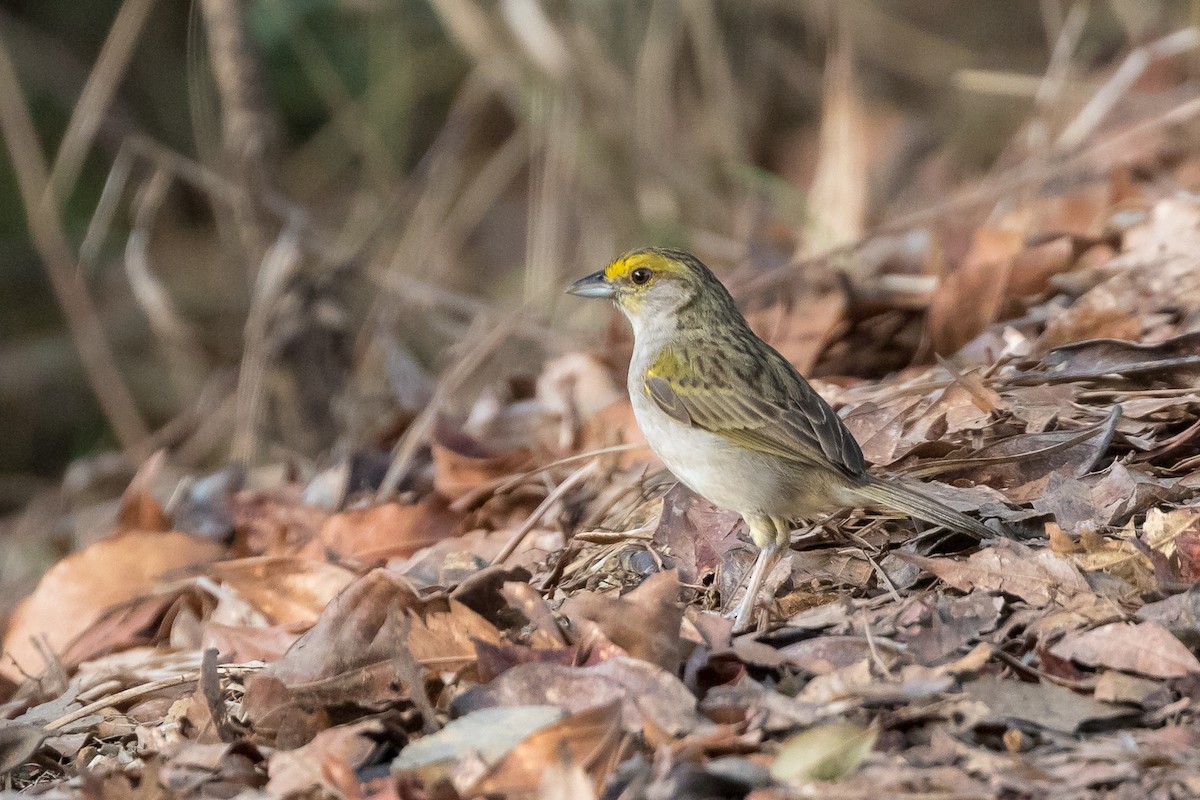 Yellow-browed Sparrow - ML111422571