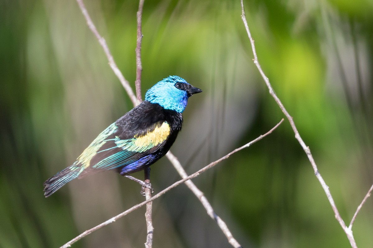 Blue-necked Tanager - Rob Felix