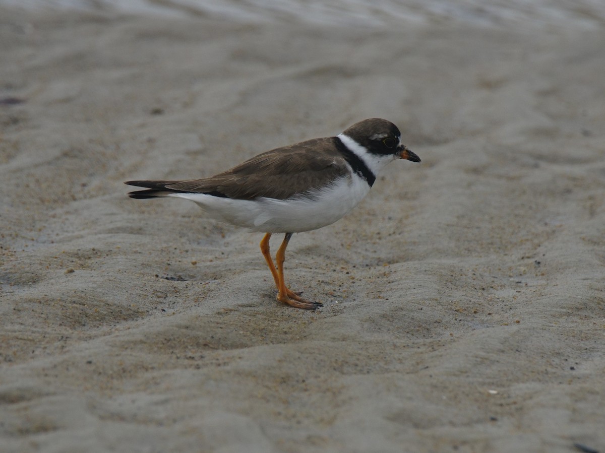 Semipalmated Plover - ML111423181