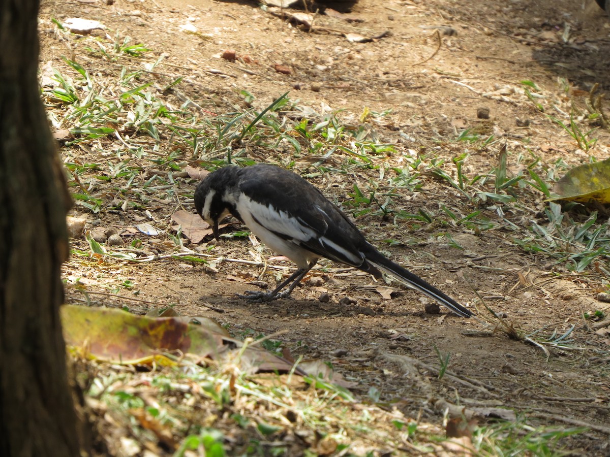 African Pied Wagtail - ML111428571