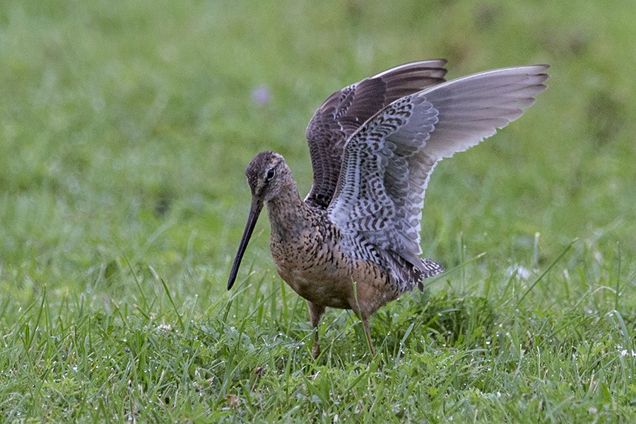 Long-billed Dowitcher - Jim  Carr