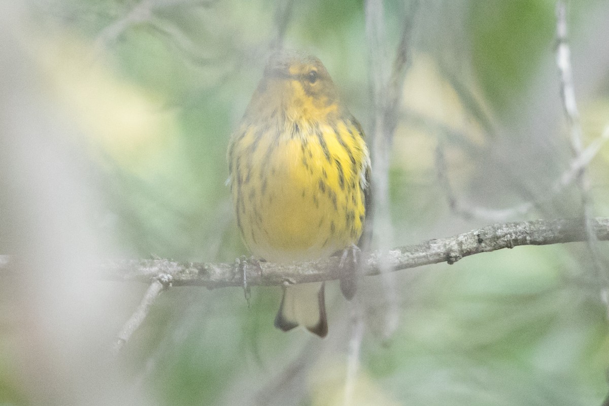 Cape May Warbler - ML111430221