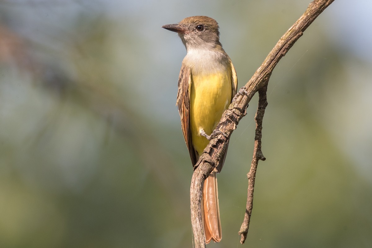 Great Crested Flycatcher - ML111430481