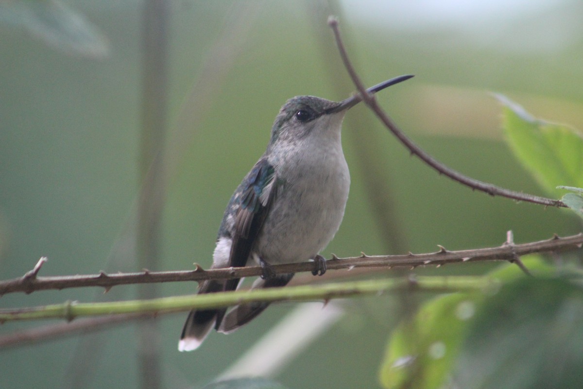 kolibřík pralesní - ML111431481