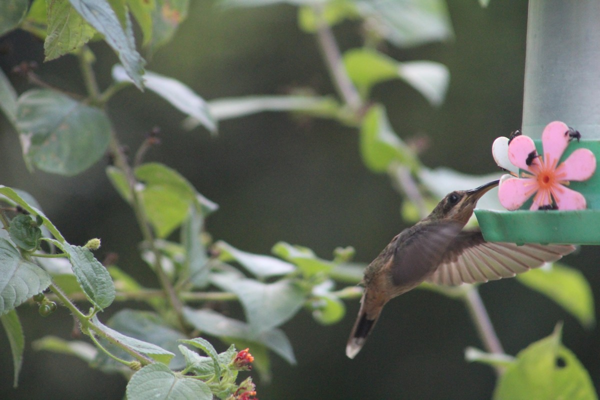 Краснохвостый колибри-отшельник - ML111431661