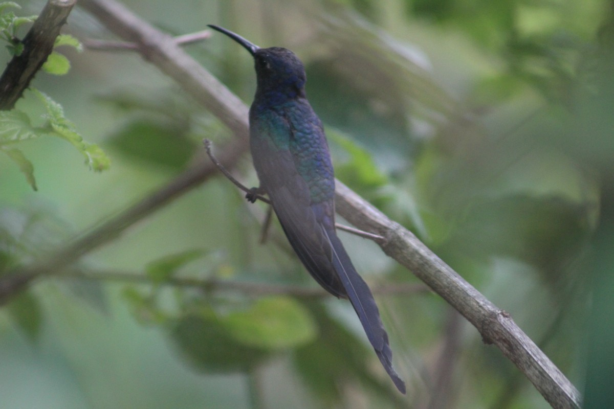 Swallow-tailed Hummingbird - ML111431771