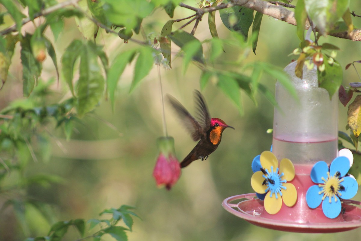 kolibřík červenohlavý - ML111431871