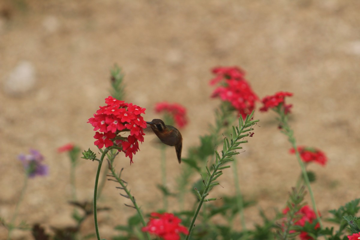 kolibřík malý - ML111432041