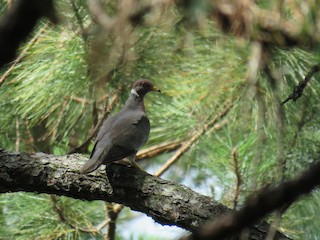 Band-tailed Pigeon, ML111432981
