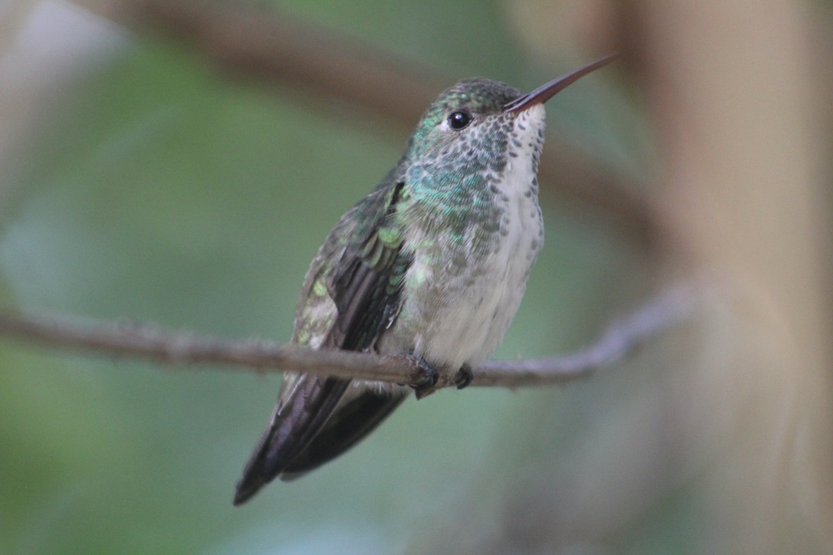 kolibřík pestrý - ML111433011