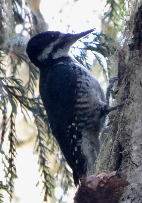 Black-backed Woodpecker - ML111433421
