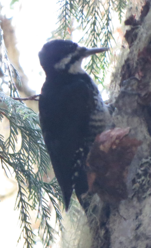 Black-backed Woodpecker - ML111433431