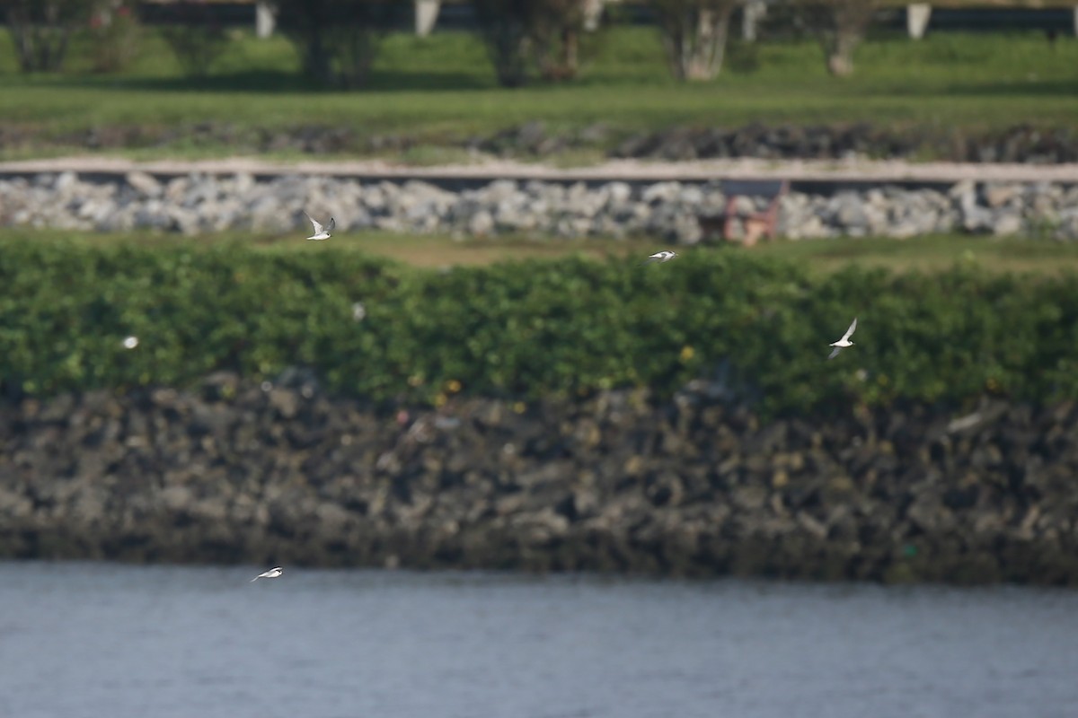 White-winged Tern - Ting-Wei (廷維) HUNG (洪)