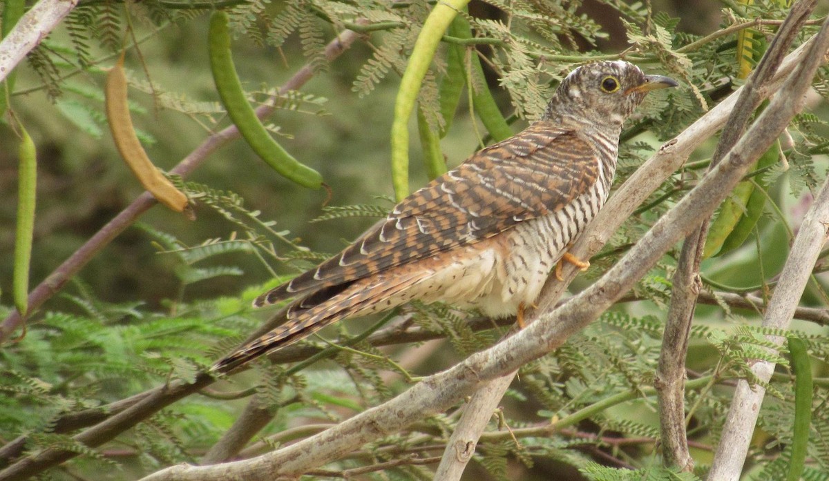 Common Cuckoo - ML111441601