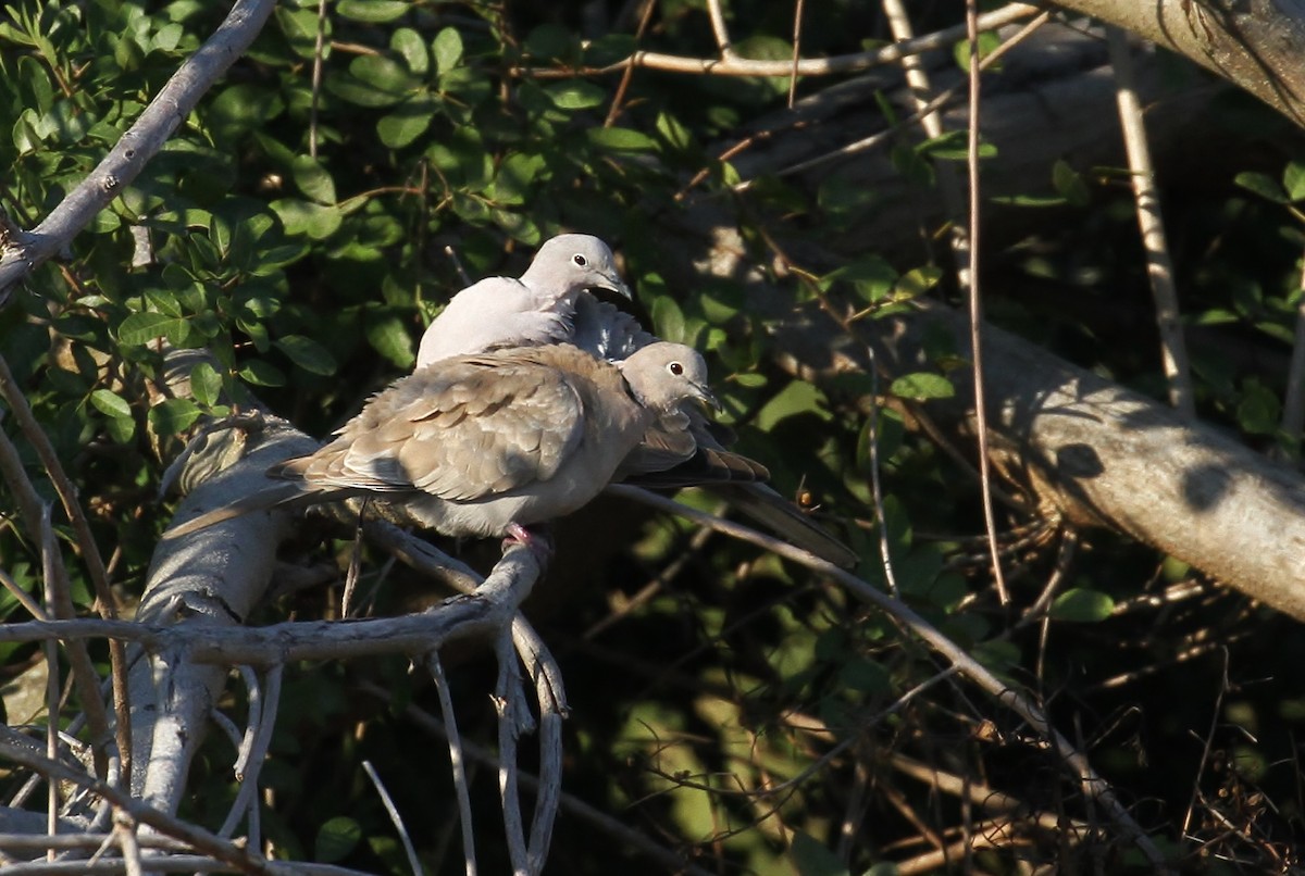 Eurasian Collared-Dove - ML111441821