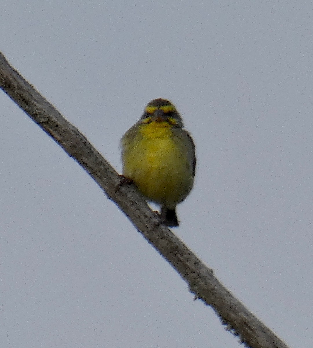 Yellow-fronted Canary - Gary Byerly