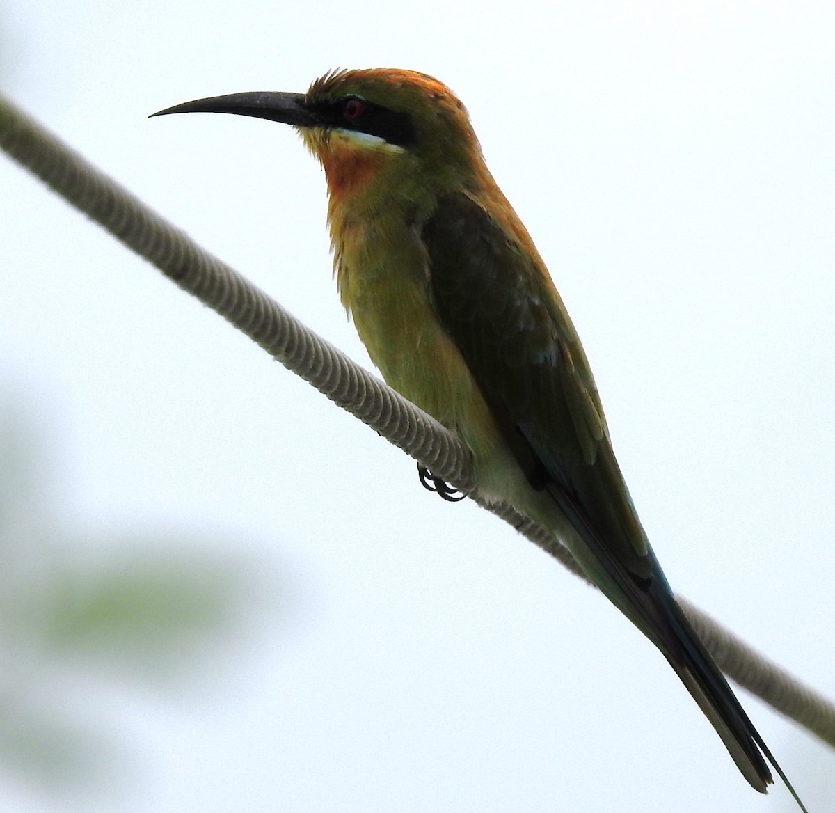 Blue-tailed Bee-eater - VASEN SULI