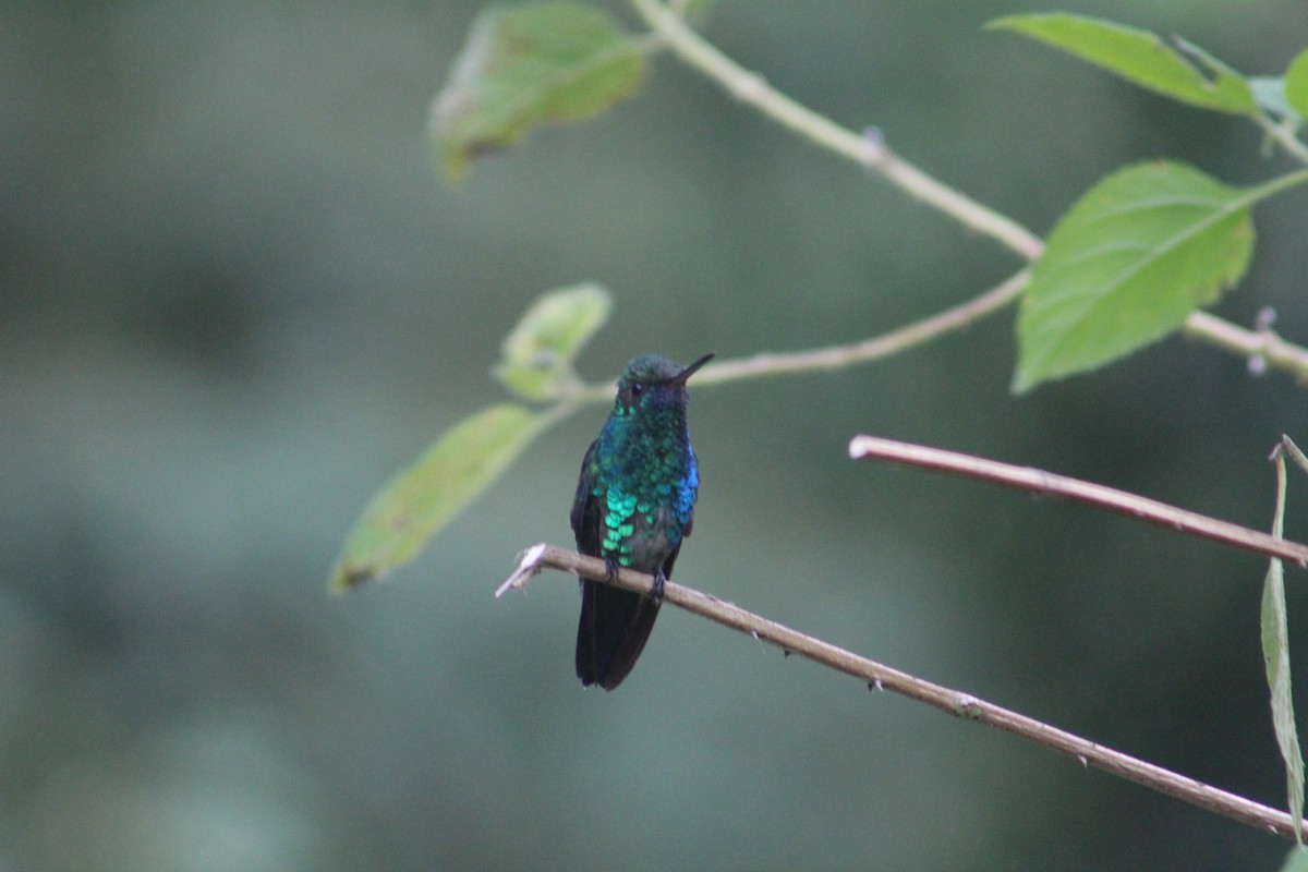 Mavi Gıdılı Kolibri - ML111449181