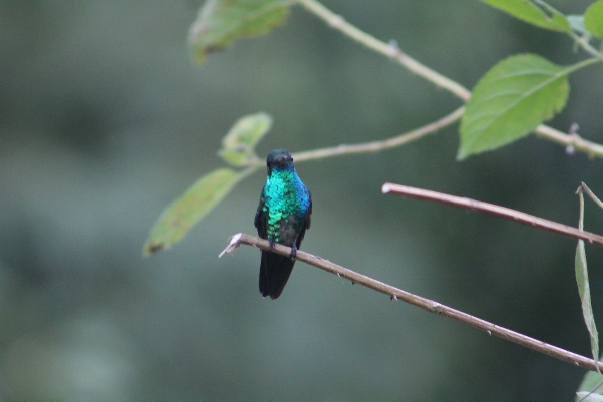 kolibřík modrobradý - ML111449241