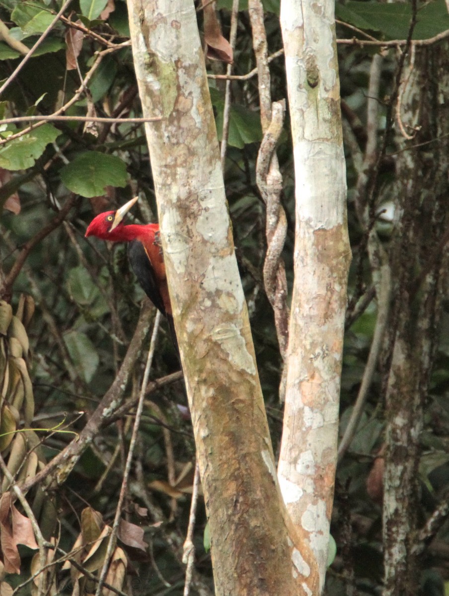 Red-necked Woodpecker - Marc Gálvez