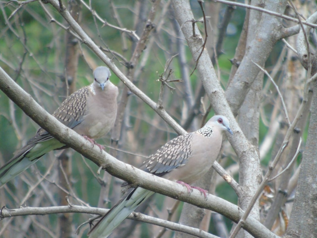 Spotted Dove - Praveen Tangirala