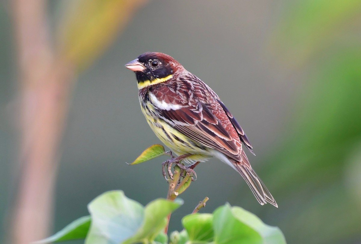 Yellow-breasted Bunting - ML111451711