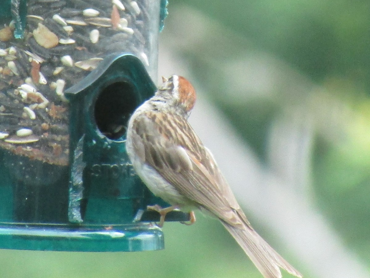 Chipping Sparrow - Robert Penchina