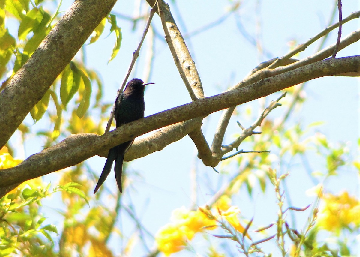 Swallow-tailed Hummingbird - ML111454131