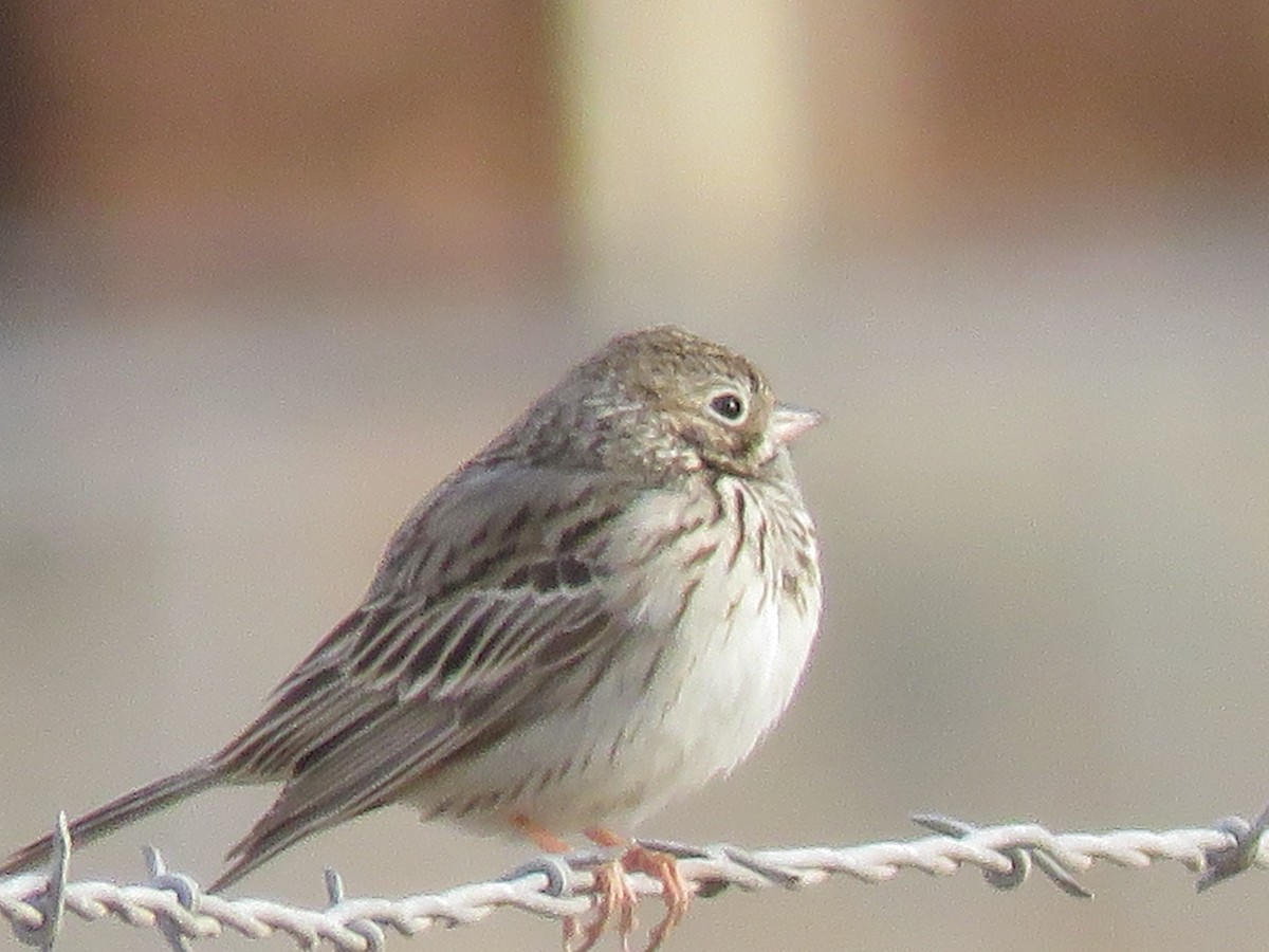 Vesper Sparrow - Sandy Morrissey