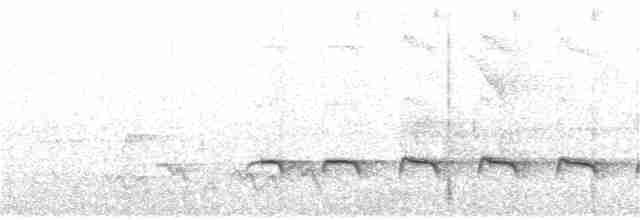 Weißbinden-Ameisenvogel - ML111461591