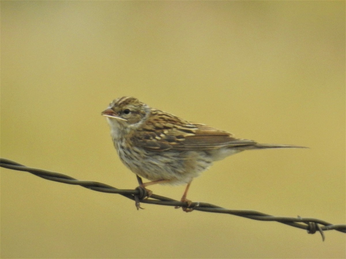 Chipping Sparrow - ML111462031