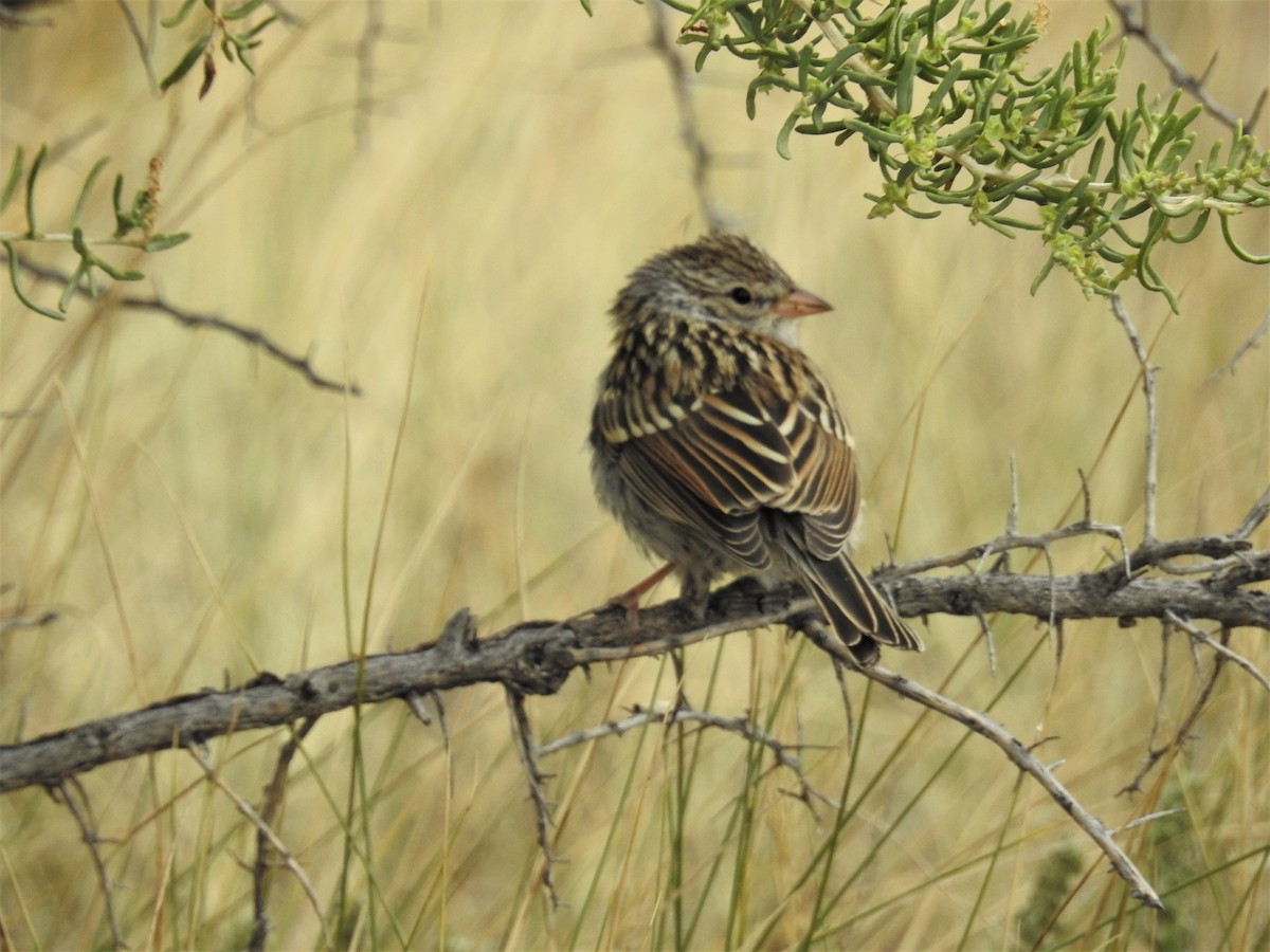 Chipping Sparrow - ML111462041