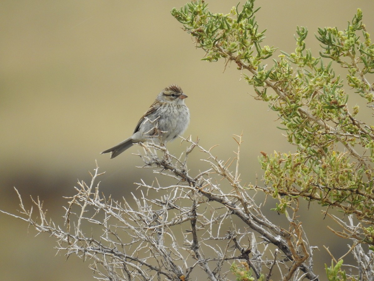 Chipping Sparrow - Tina Toth