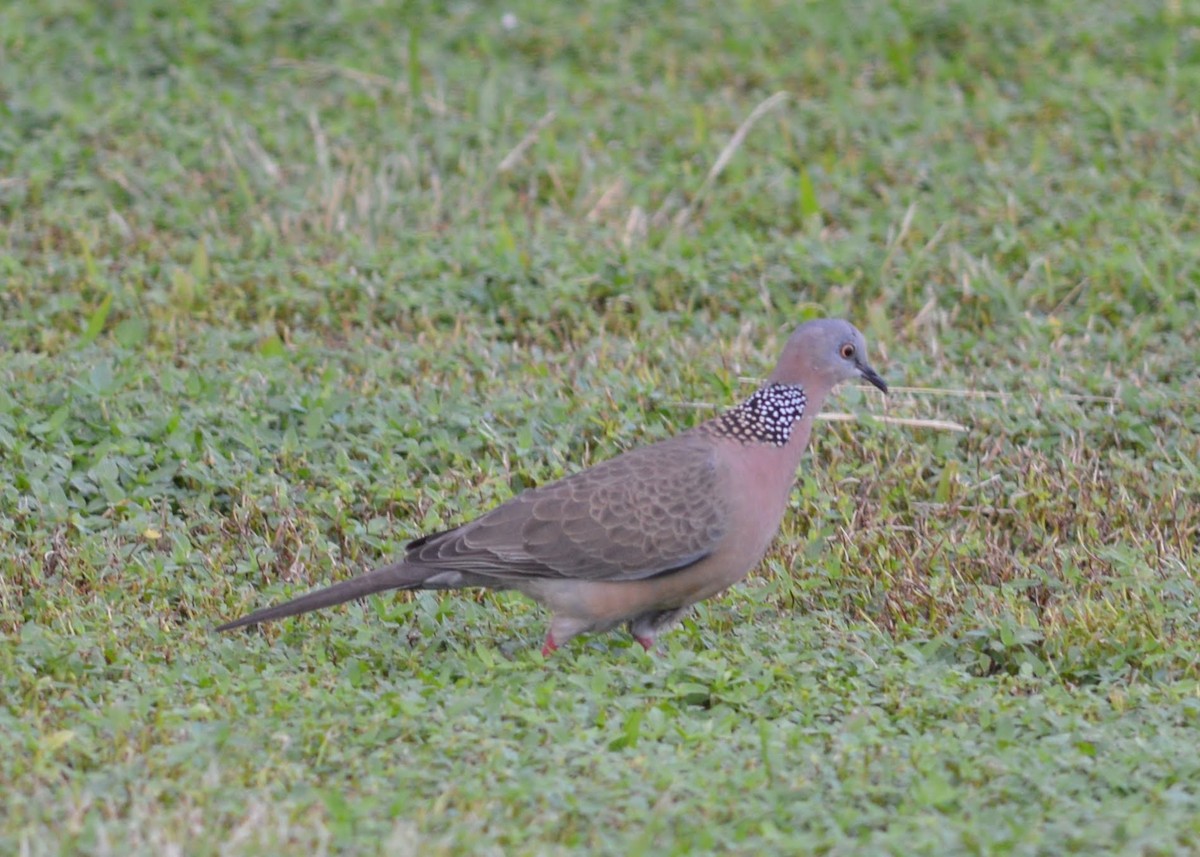 Spotted Dove - Donel Jensen