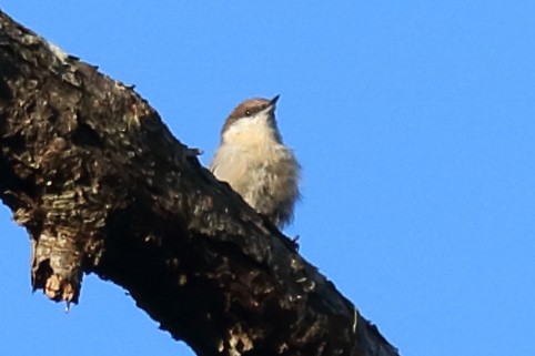 Brown-headed Nuthatch - Alta Tanner